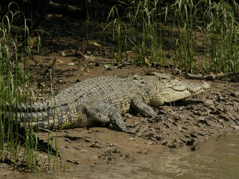 Cuttack to Bhitarkanika Sanctuary Cab